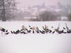 winter_srorch_1